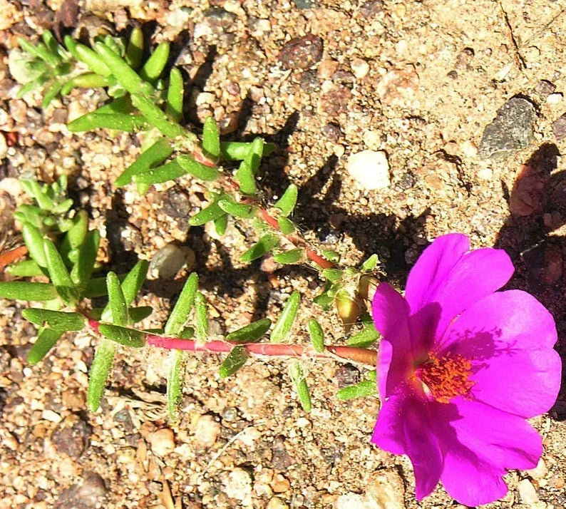 Portulaca Gilliesii 'Purple Rice' Succulent Live Plant - Drought-Tolerant Ground Cover in 2-Inch Pot