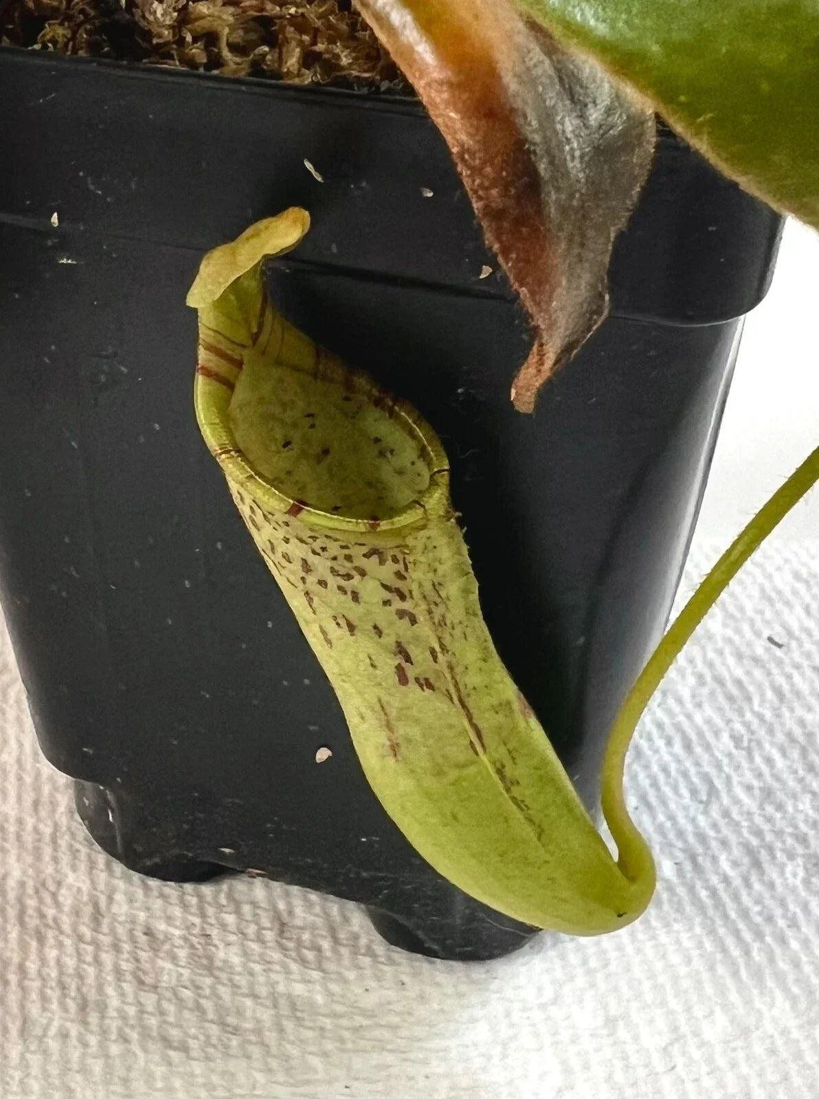 Carnivorous Plant - Live Nepenthes Epiphytica x Mollis AW SG - Exotic Pitcher Plant for Terrarium & Indoor Garden