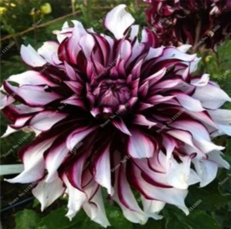 Dahlia Flower Seeds 20PCS - Rare Perennial Variety for Vibrant Gardens