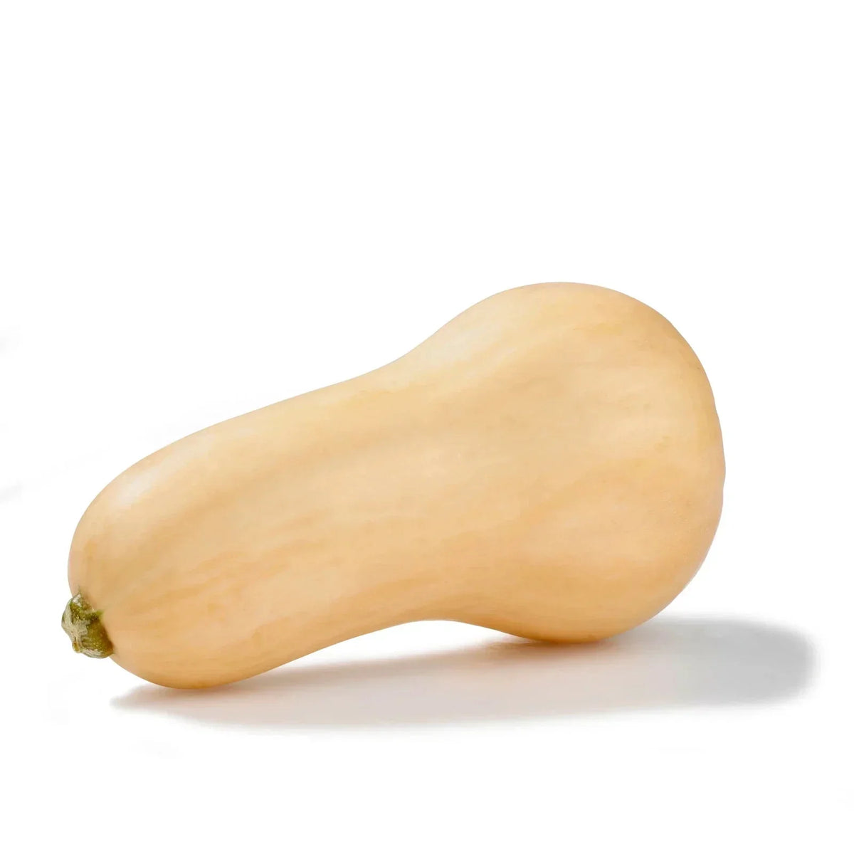 Butternut Squash Seeds - 10 Non-GMO Vegetable Seeds - Cucurbita moschata - Free USA Shipping
