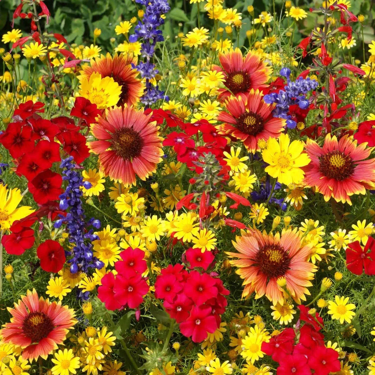 Texas Oklahoma Wildflower Seed Mix – 14 Native Species for Gardens & Meadows – Easy to Grow, Drought Tolerant, Supports Pollinators