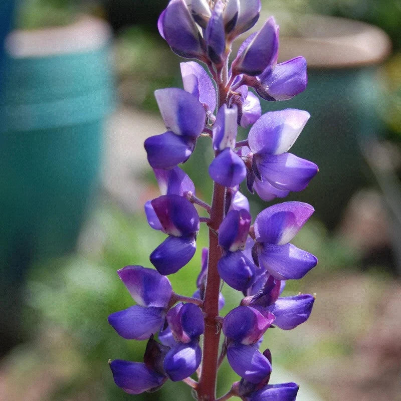 Lupine Flower Seeds, Arroyo Lupine, Lupinus succulentus, Drought-Tolerant Non-GMO Seeds for Gardens & Wildflower Beds