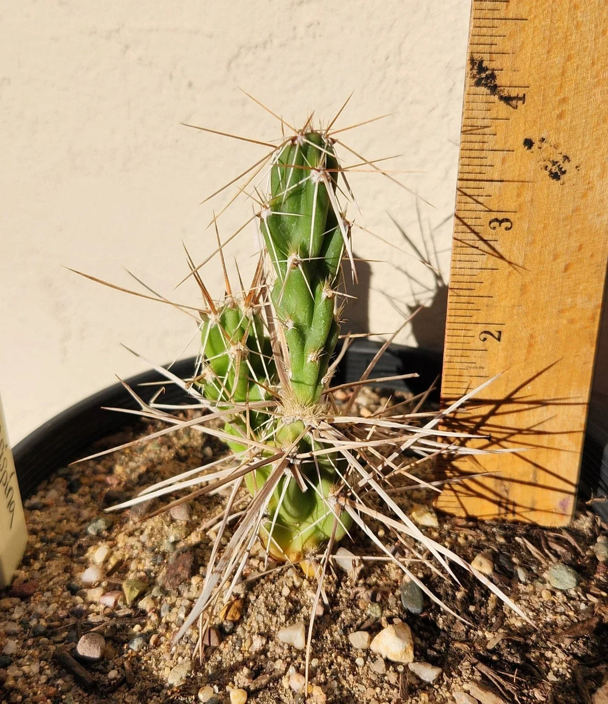 Live Rooted Cactus Plant - Densely-Spined Club Cholla - Grusonia densispina - Desert Succulent for Garden or Indoor