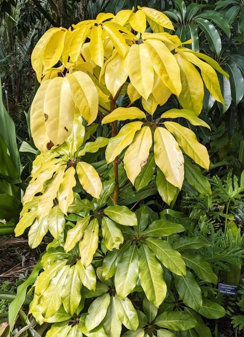 Schefflera Plant in 3-4 Inch Pot | Amate Soleil Variegated Indoor Houseplant | Schefflera actinophylla