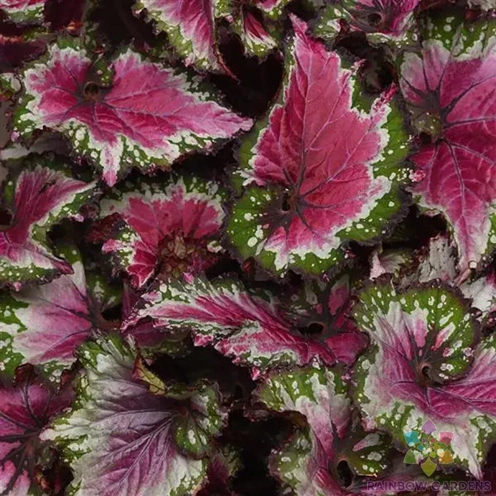 Jurassic Jr Berry Swirl Rex Begonia Seeds - 25+ Non-GMO Seeds for Indoor & Outdoor Gardening USA