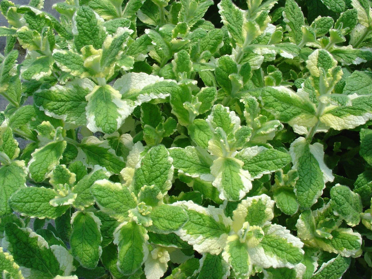 Pineapple Mint Seeds - 1000 Rare Mentha suaveolens Herb Seeds for Aromatic Gardens