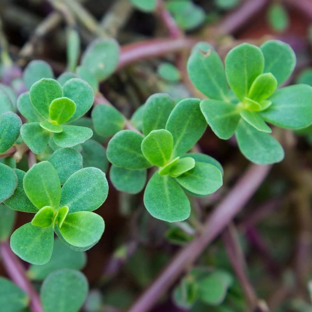 Green Purslane Seeds - 2000+ Heirloom Non-GMO Organic Portulaca oleracea for Salad & Cooking