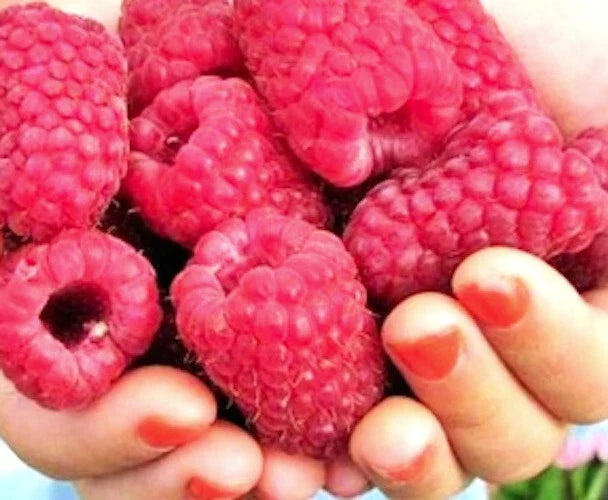 Giant Raspberry Cuttings - 10 Unrooted Gordost Rossii Rubus idaeus for Home Gardening