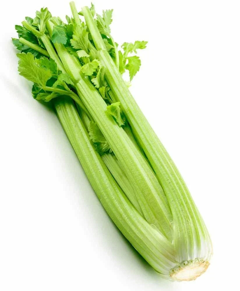 Tall Utah Celery Seeds – Heirloom Apium graveolens for Crisp, Tender Stalks – 2000+ Seeds for Home Gardening