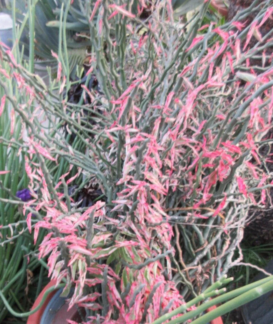 Devil's Backbone Cuttings - 10 Zig Zag Variegated Pedilanthus Tithymaloides Propagation Plant