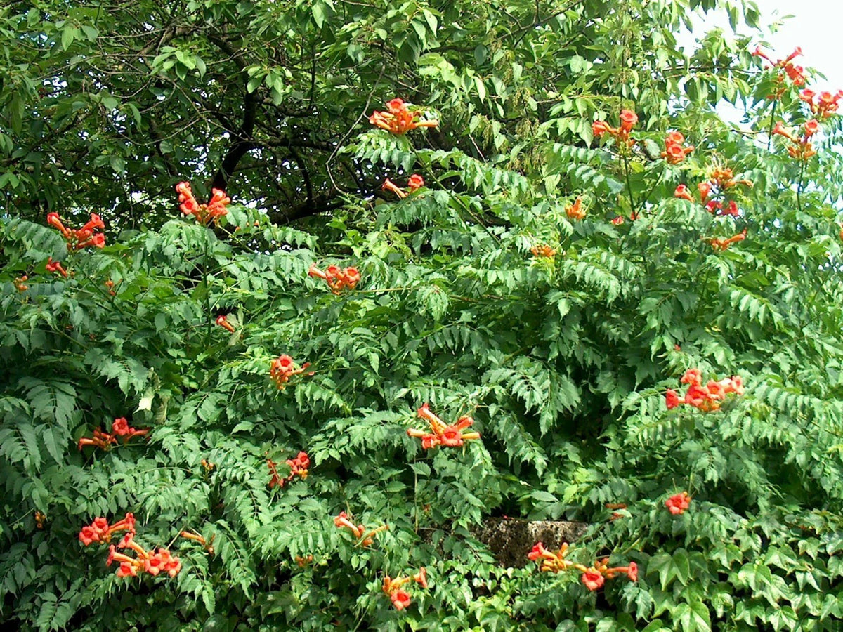Orange Trumpet Vine Seeds - 100+ Count - Campsis radicans - Hummingbird Attracting