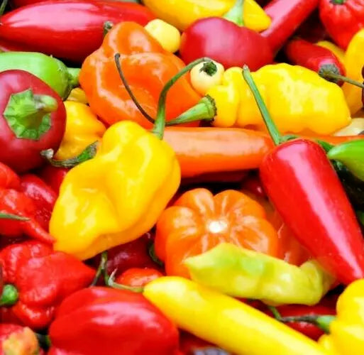 Hot Pepper Seeds Mix - 50+ Varieties Including Jalapeno, Habanero, Cayenne, Anaheim, Cherry, Santa Fe | Capsicum annuum
