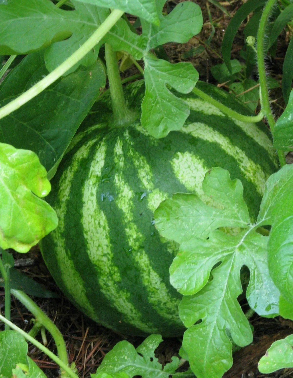 Sugar Baby Watermelon Seeds - Non-GMO Citrullus lanatus Fruit Seeds for Garden, Container, Small Space, 30+ Seeds