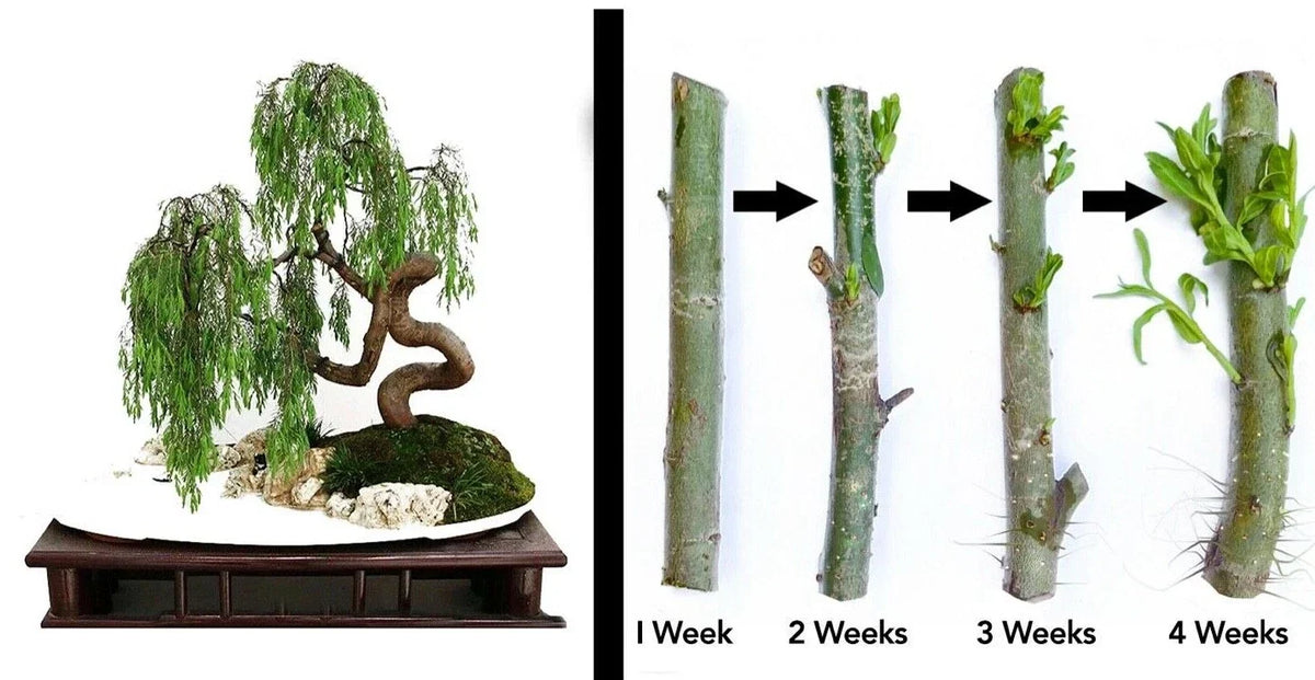 Weeping Willow Bonsai Cutting Starts – Dwarf Salix babylonica with Thick Trunk for Indoor Gardening
