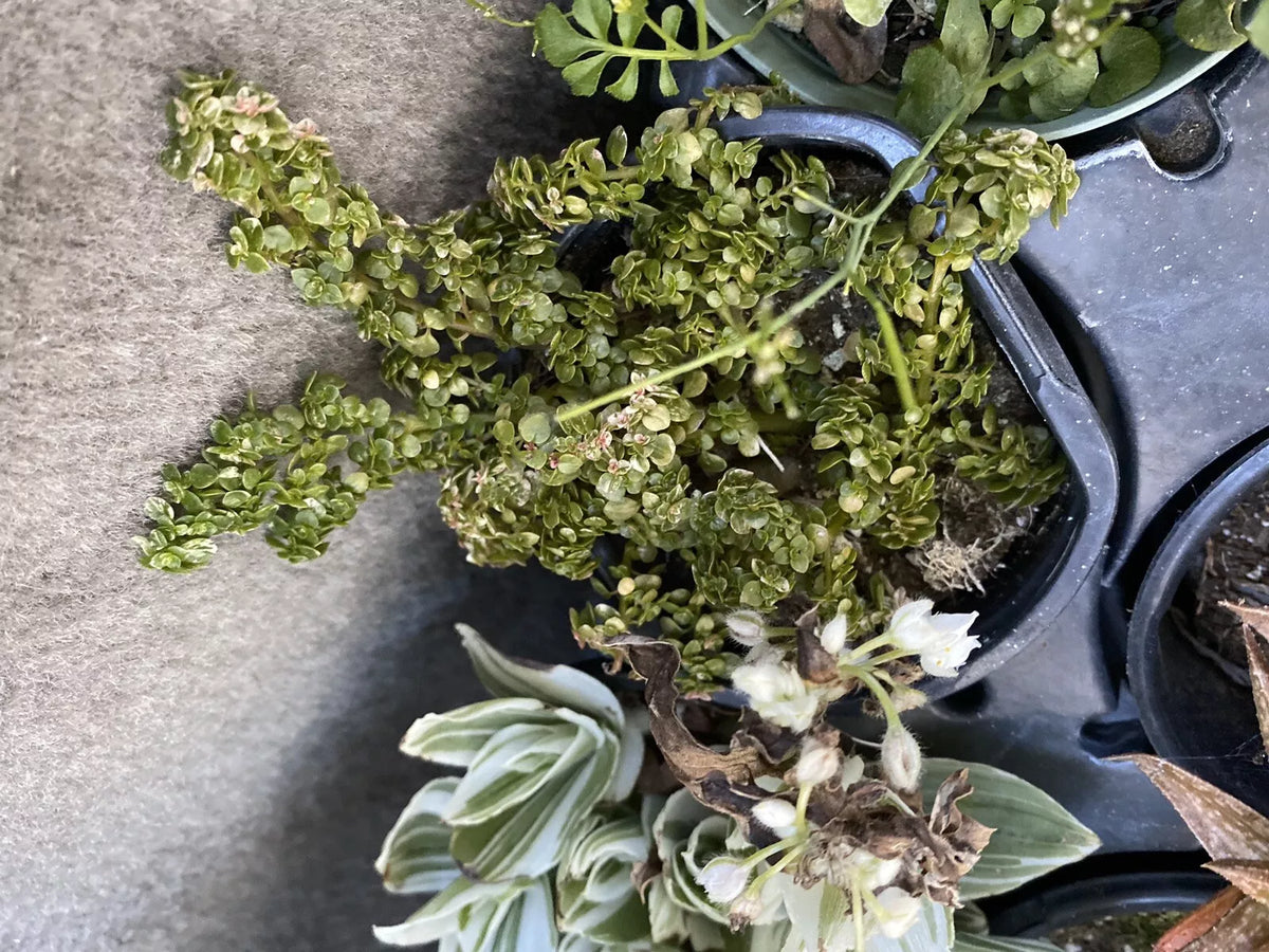 Variegated Artillery Fern Plant in 4" Pot | Pilea Microphylla 'Variegata' Indoor Houseplant with Green and Cream Foliage
