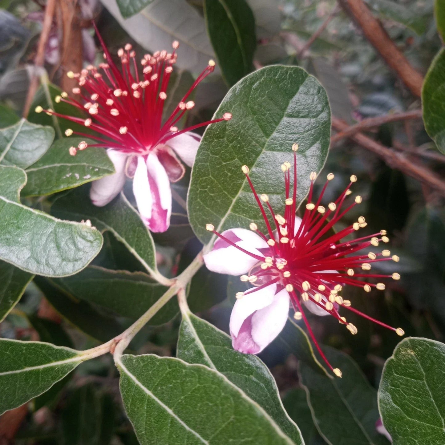 Pineapple Guava Tree Cuttings - Feijoa sellowiana - Fresh Plant Propagation for Garden or Container