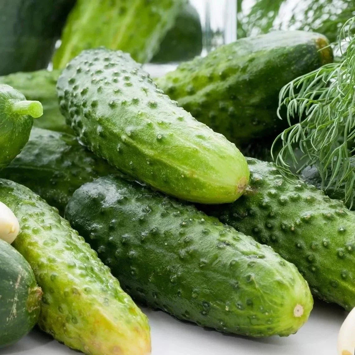 Boston Pickling Cucumber Seeds - Non-GMO Heirloom, Cucumis sativus, for Pickling & Fresh Eating, 50+ Seeds, Vining, Full Sun