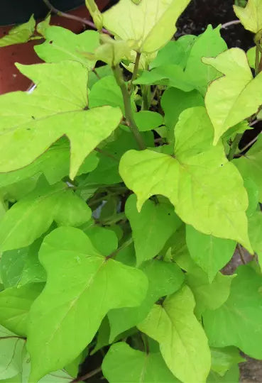 Sweet Caroline Lime Green Hybrid Morning Glory Plant, Ipomoea Batatas, Trailing Flowering Vine, Container or Garden Bed Starter