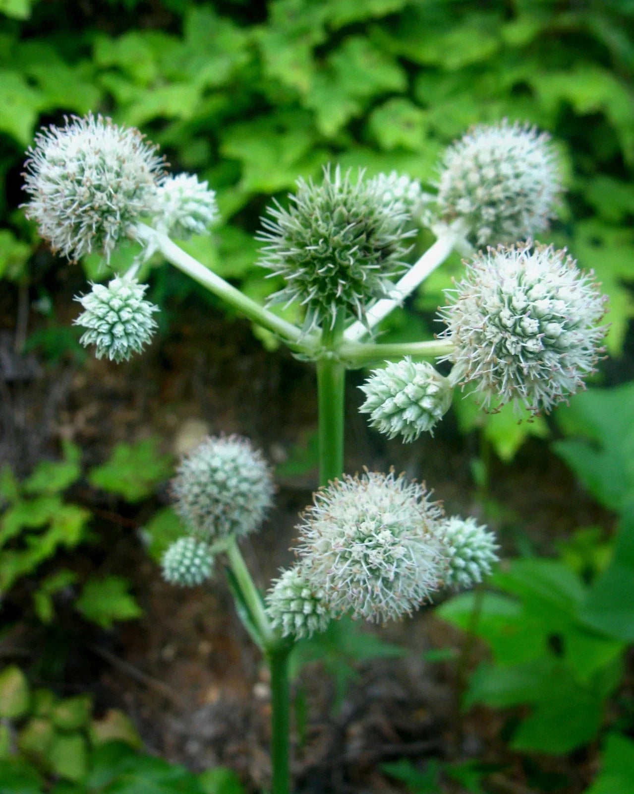 Rattlesnake Master Seeds - Perennial White Flowers - Eryngium yuccifolium - Native Wildflower Seeds for Pollinators