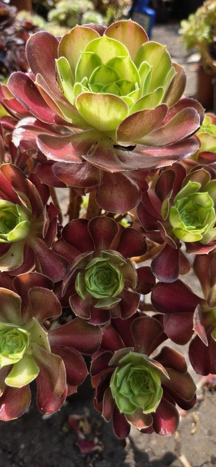 Aeonium Cutting Shaohua Glorious Youth Succulent Plant Indoor Outdoor Easy Care