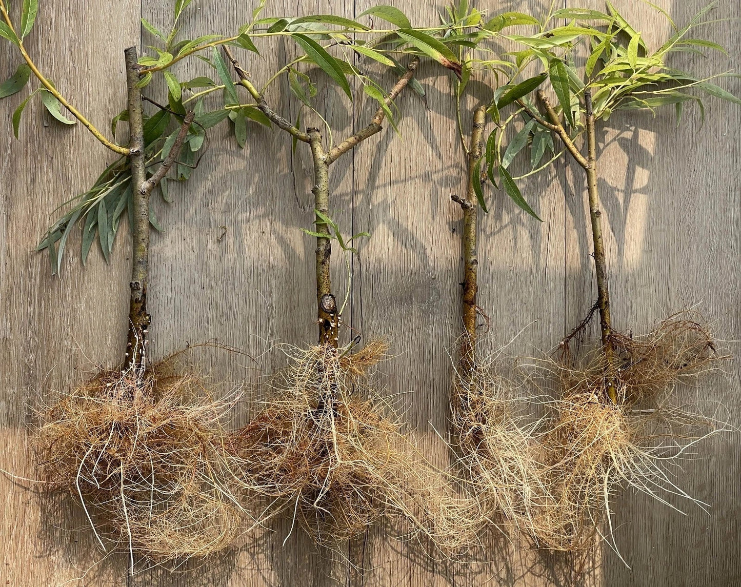 Black Weeping Willow Cuttings - Salix Nigra Rooted Trees for Bonsai & Water Gardens, 2 Pack
