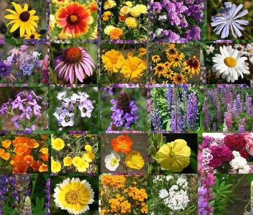 Wildflower Mix Cascade Perennial Seeds - 1 Oz Bulk Native Flower Blend for Gardens & Pollinator Attracting