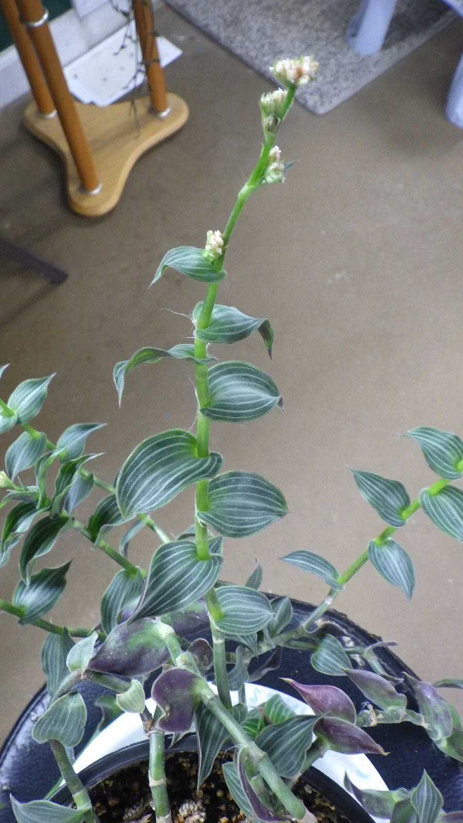 Wandering Jew Cuttings - C. Gentlei Elegans "Puppy Ears" Indoor House Plant Propagation Clippings