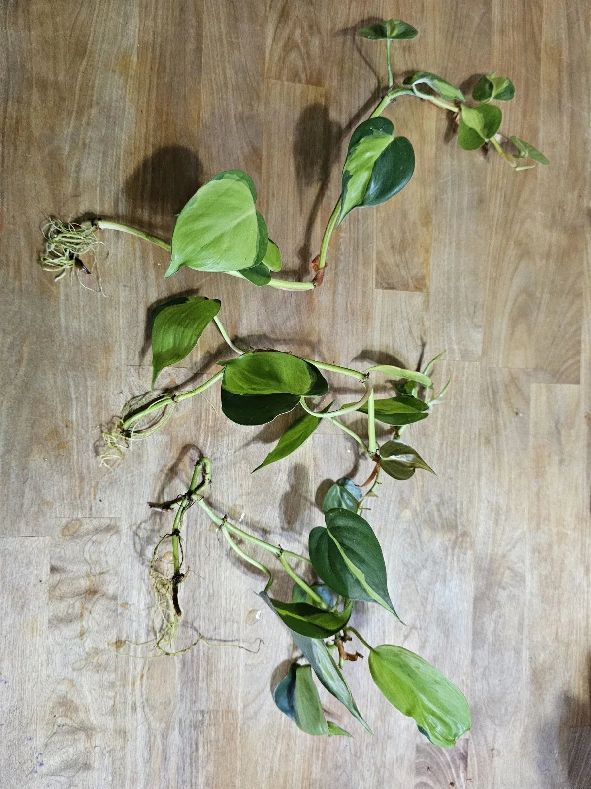 Philodendron Brazil Cuttings - Pre-rooted Indoor Plant with Dark & Lime Green Variegated Leaves - Philodendron hederaceum