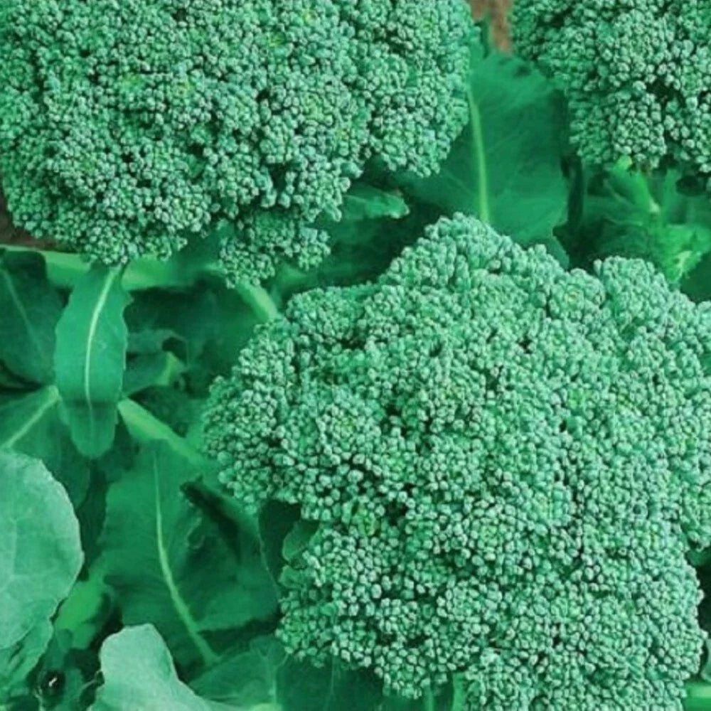 Non-GMO Broccoli Seeds | Heirloom Organic Vegetable Seeds | Brassica oleracea var. italica for Home Garden