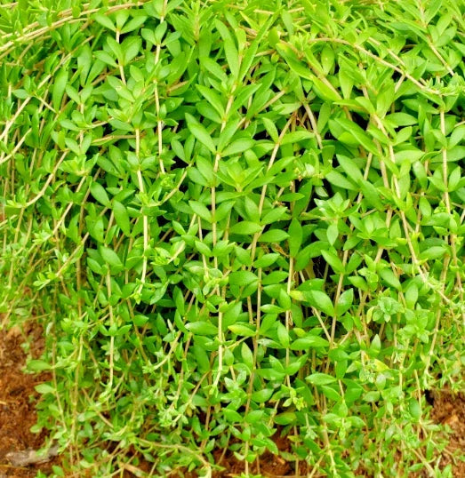50 Sedum Sarmentosum Live Plant Cuttings - Fast Growing Creeping Perennial Ground Cover Plants