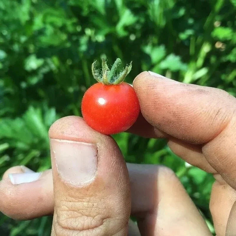 Red Currant Tomato Seeds - Organic Heirloom Non-GMO - Solanum lycopersicum - Small, Sweet, Bite-sized Tomatoes