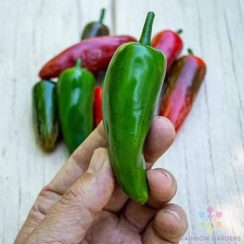 Pot-a-Peno Hot Pepper Seeds - 25+ Pack - Capsicum annuum - USA Grown