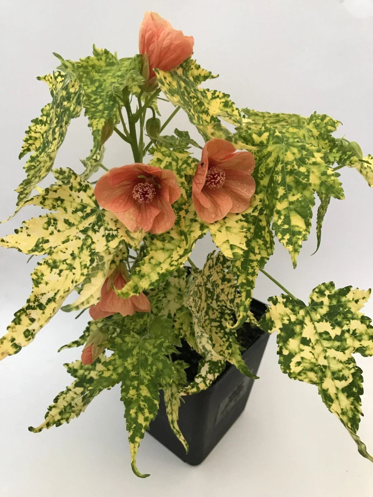 Small Rooted Starter Plant – Variegated Peach Abutilon Flowering Maple – Abutilon hybridum 'Thompsonii'