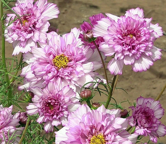 Double Click Rose Bon Bon Cosmos Seeds - 200+ Pack - Colorful Garden Flowers - Cosmos bipinnatus - USA