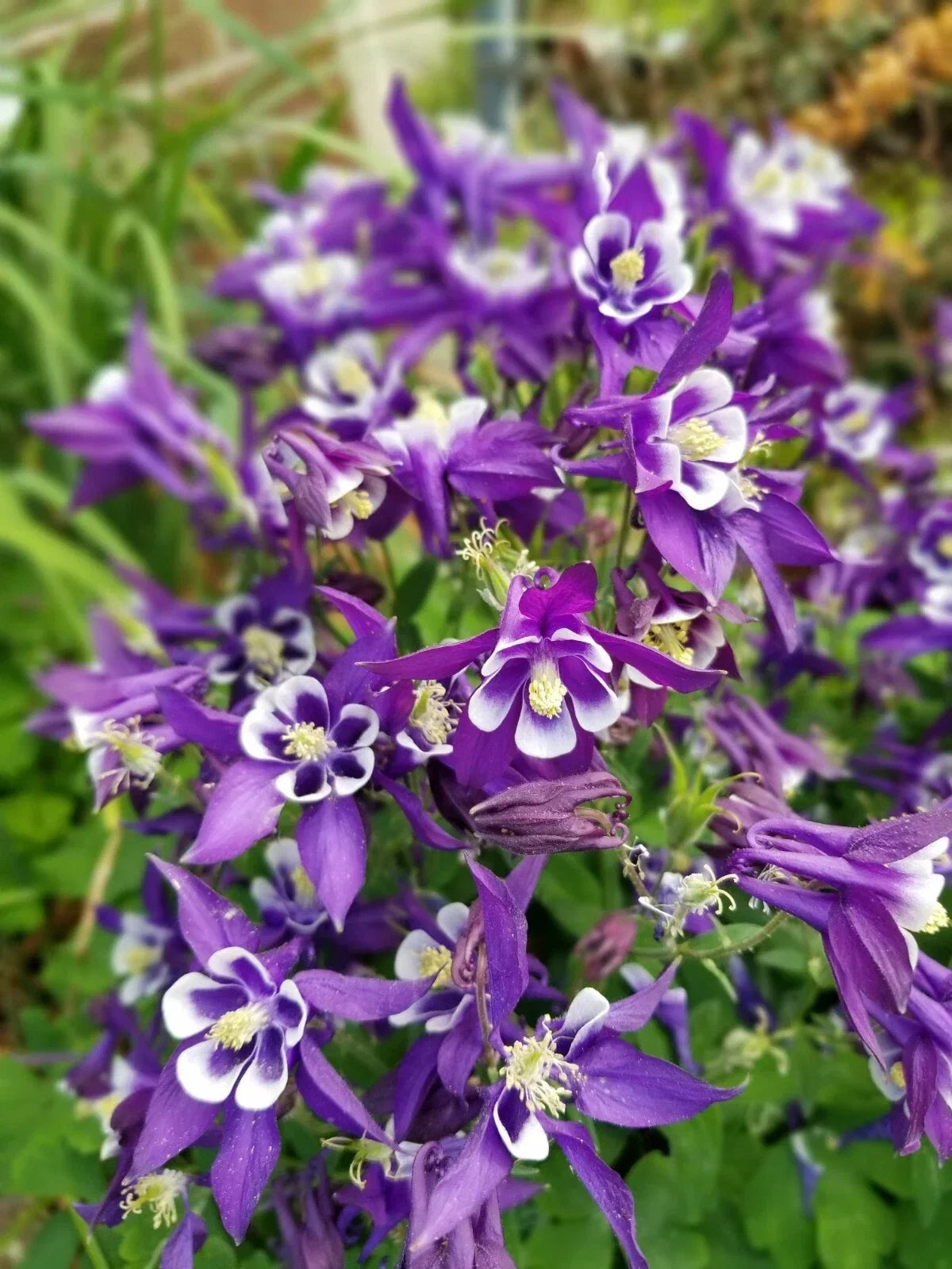 Aquilegia Seeds - Pink & Purple Mix - Hardy Perennial Flowers - Easy Grow Aquilegia spp.