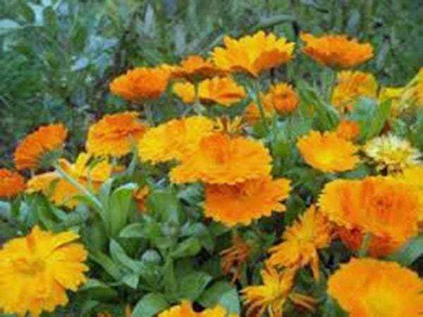 Calendula Seeds Pack 500+ Vivid Golden Flowers, Calendula officinalis, Annual Garden Seeds