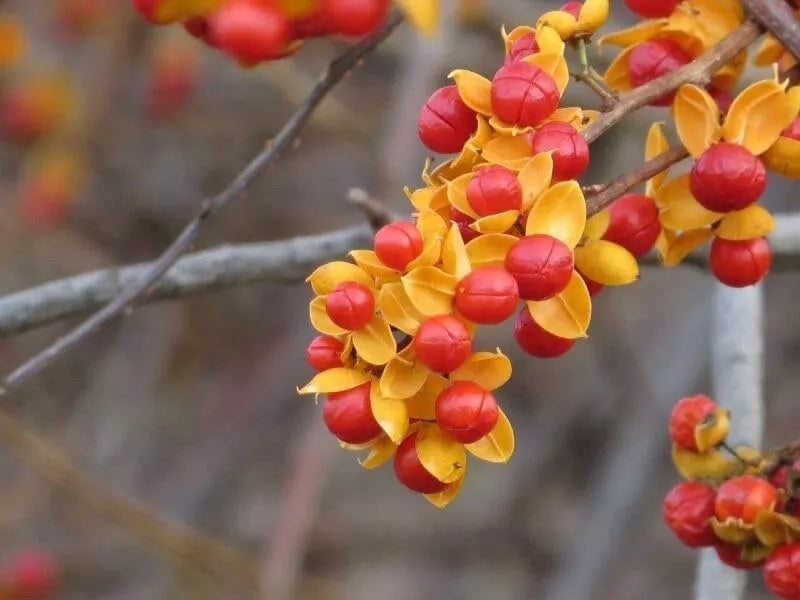 American Bittersweet Vine Seeds | 20 Pack | Celastrus Scandens | Hardy Climbing Vine