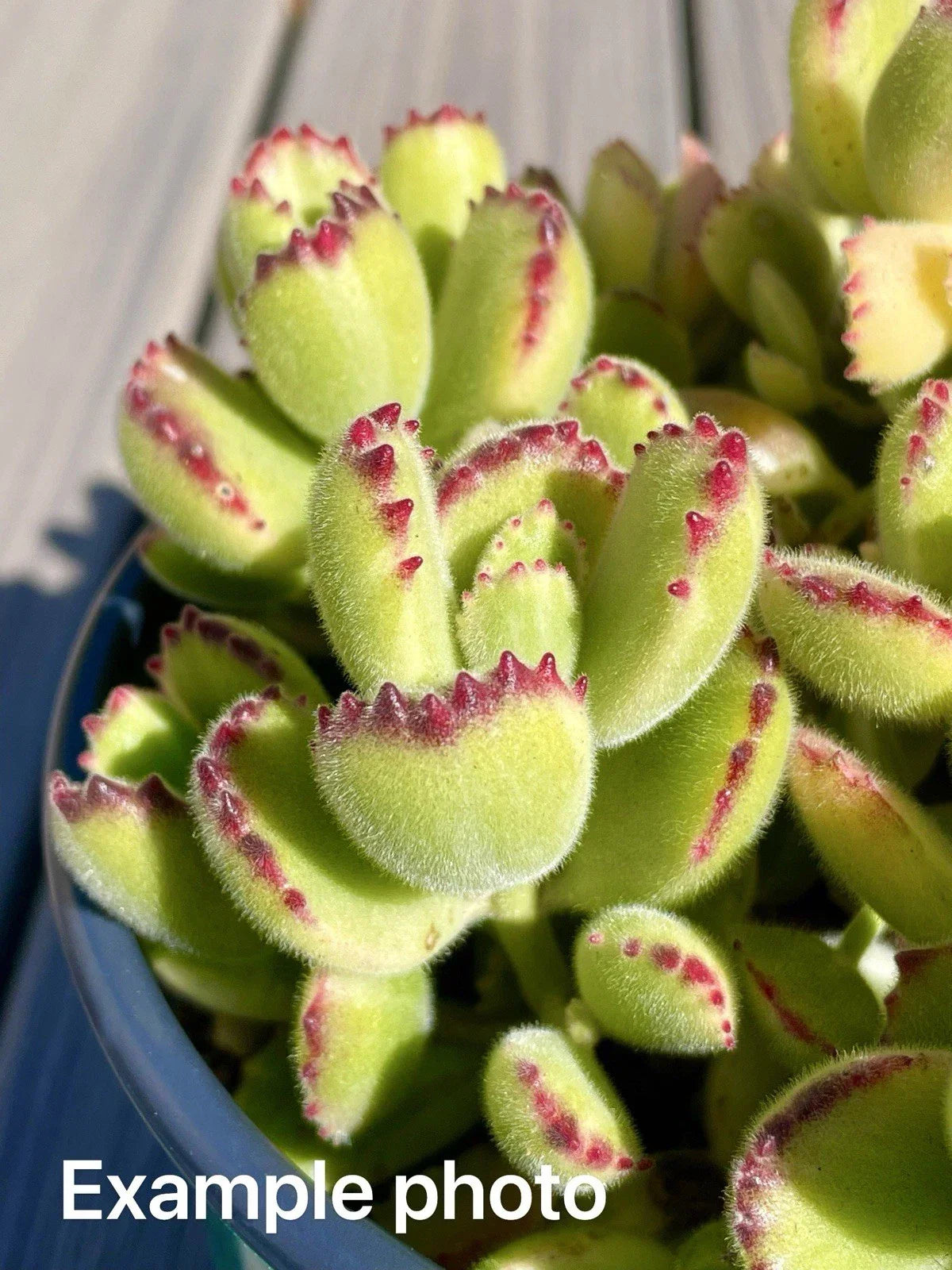 2" Variegated Bear's Paw Succulent Cutting - Cotyledon tomentosa Unrooted Plant for Indoor Garden