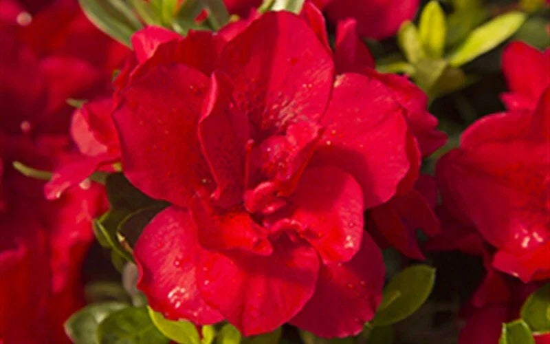 Encore Autumn Bonfire Azalea Starter Plant - Blood Red Flowers, Deciduous Rhododendron 'Autumn Bonfire' in 4-inch Pot