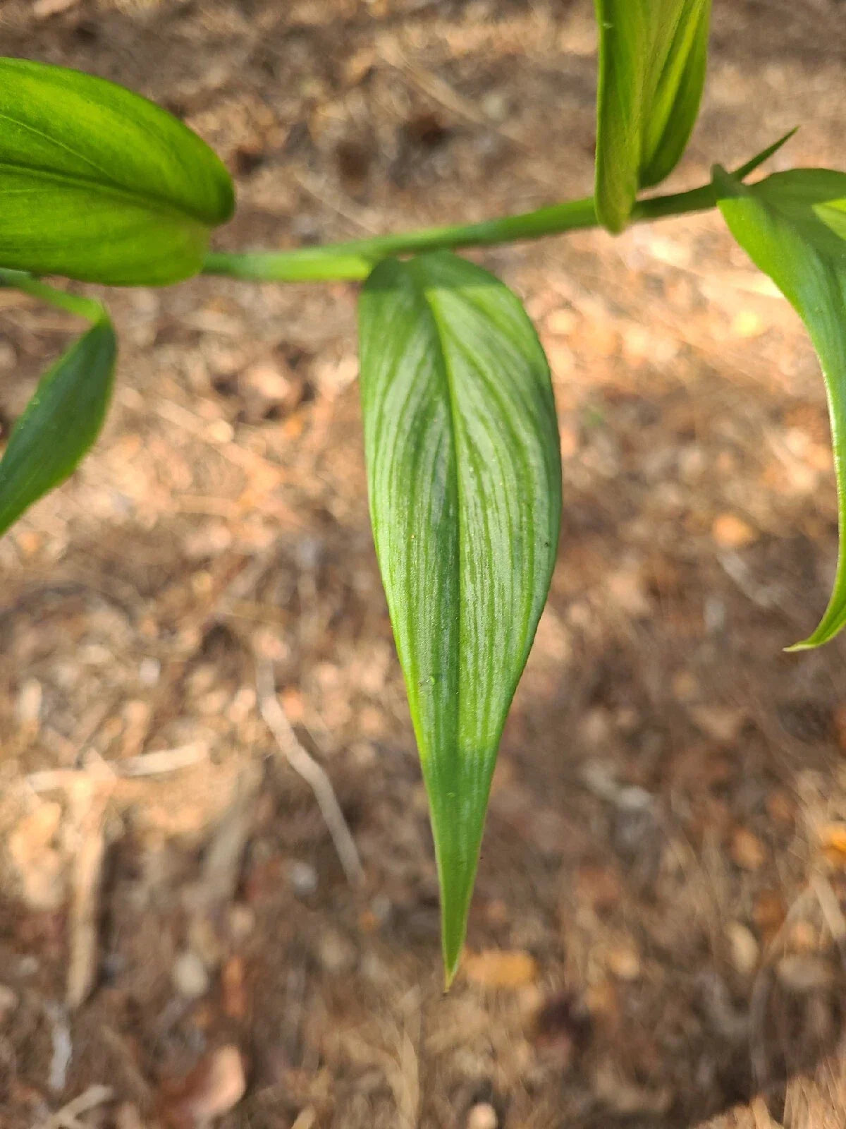 Epipremnum Amplissimum Silver Streak Unrooted Cutting – 2 Node Pothos Plant for Propagation & Indoor Garden