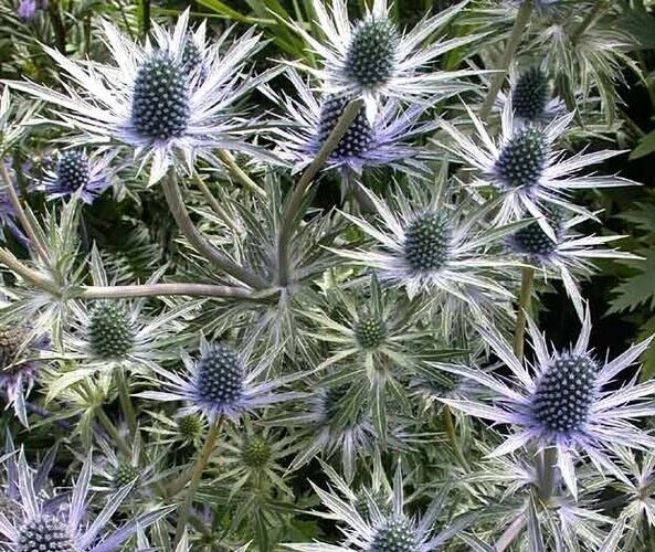Eryngium alpinum 'Blue Star' Sea Holly Seeds - 10 Pack, Drought-Tolerant Perennial