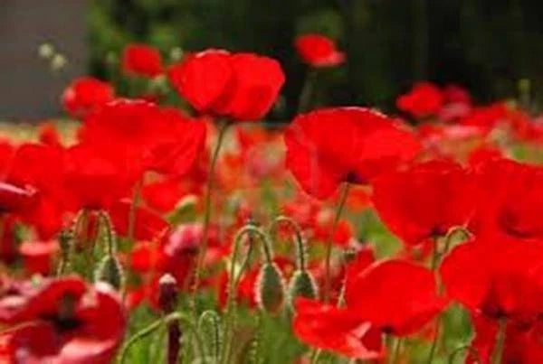 Red Poppy Seeds 100+ Papaver rhoeas Bright Red Flower Seeds for Garden, Borders & Wildflower Beds