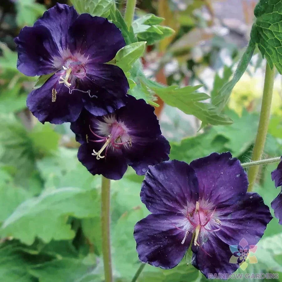 Raven Geranium Seeds - 25+ Count - Pelargonium 'Raven' - USA