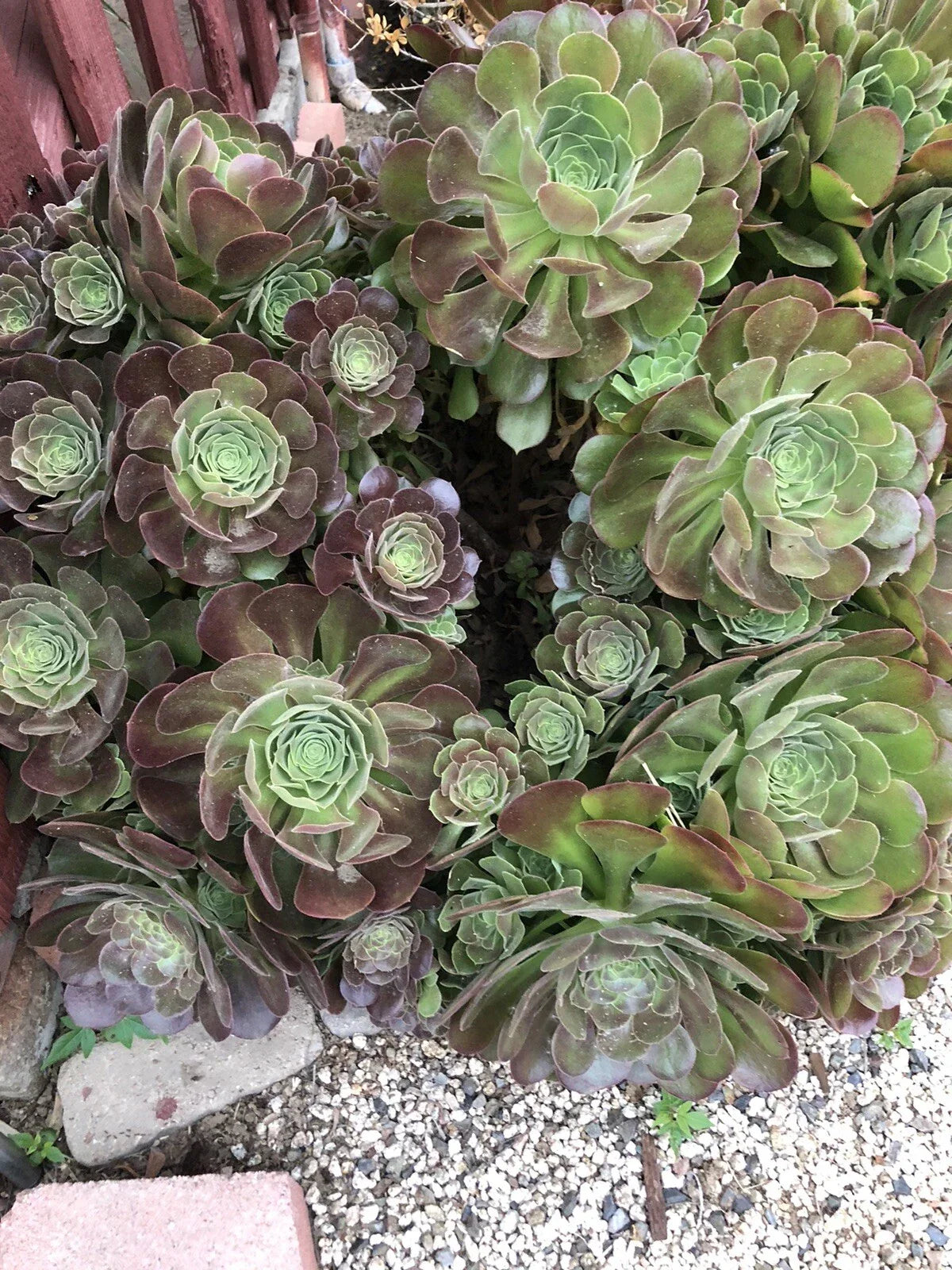Succulent Cuttings 10-Pack | Aeonium Variety | 3 Inches or Larger | Propagation & Indoor Garden Plants