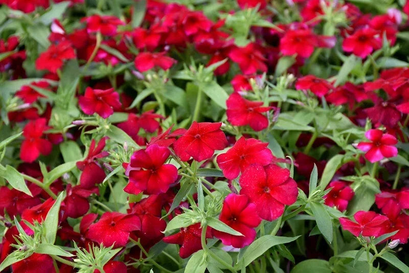 Heirloom Red Drummond Phlox Seeds - Fragrant Annual Flower Seeds for Garden Planting - Over 100 Seeds