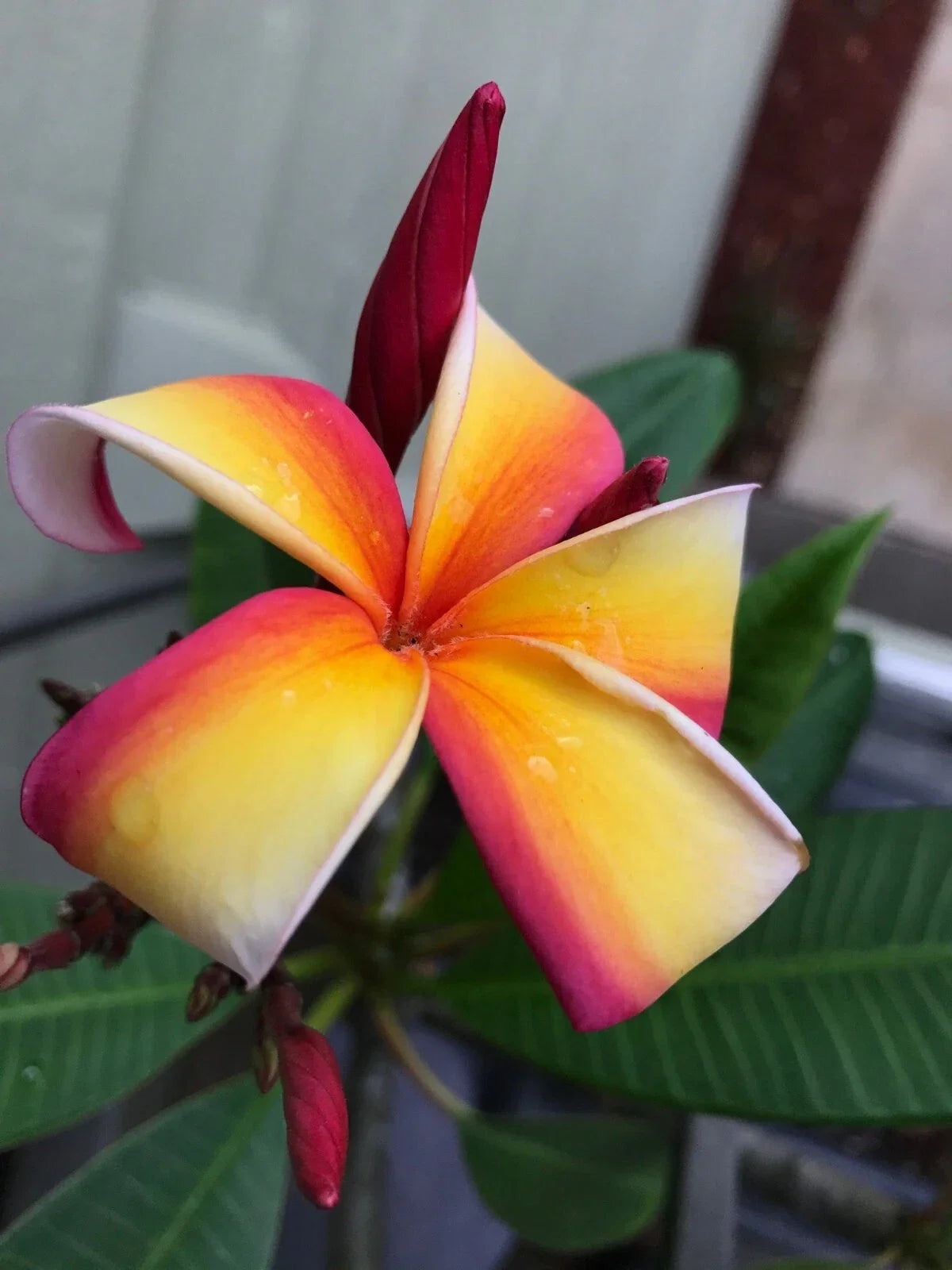 Fresh Plumeria Cutting – 12" Tropical Flowering Plant, Fragrant Plumeria spp. for Garden or Indoor Growth