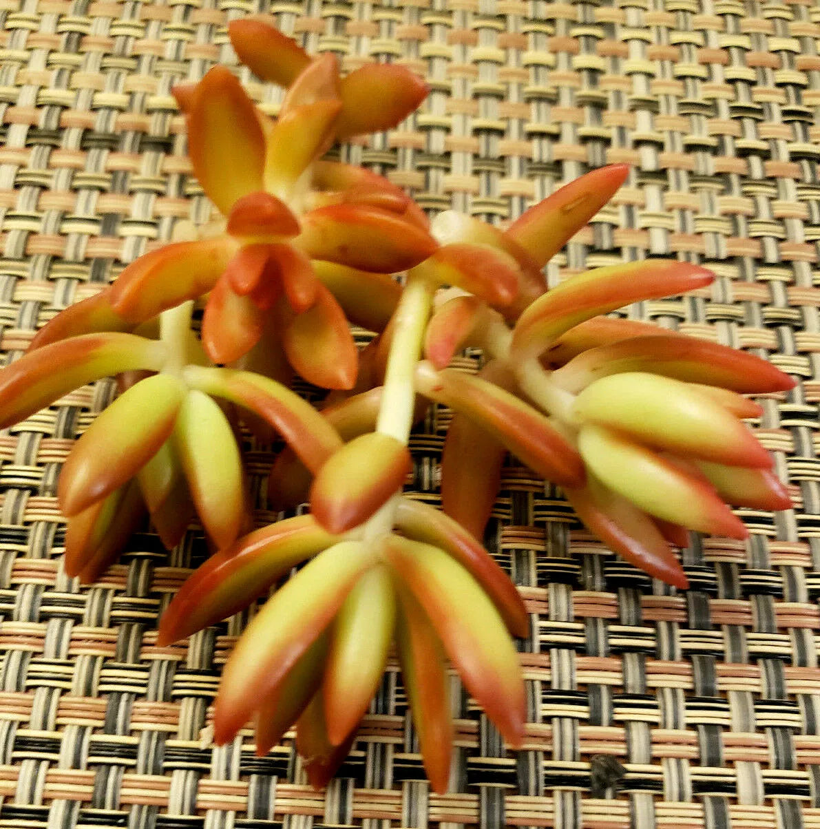 Sedum Adolphii 'Firestorm' Succulent Cuttings - 2" Diameter Unrooted Plant for Indoor & Outdoor Gardens