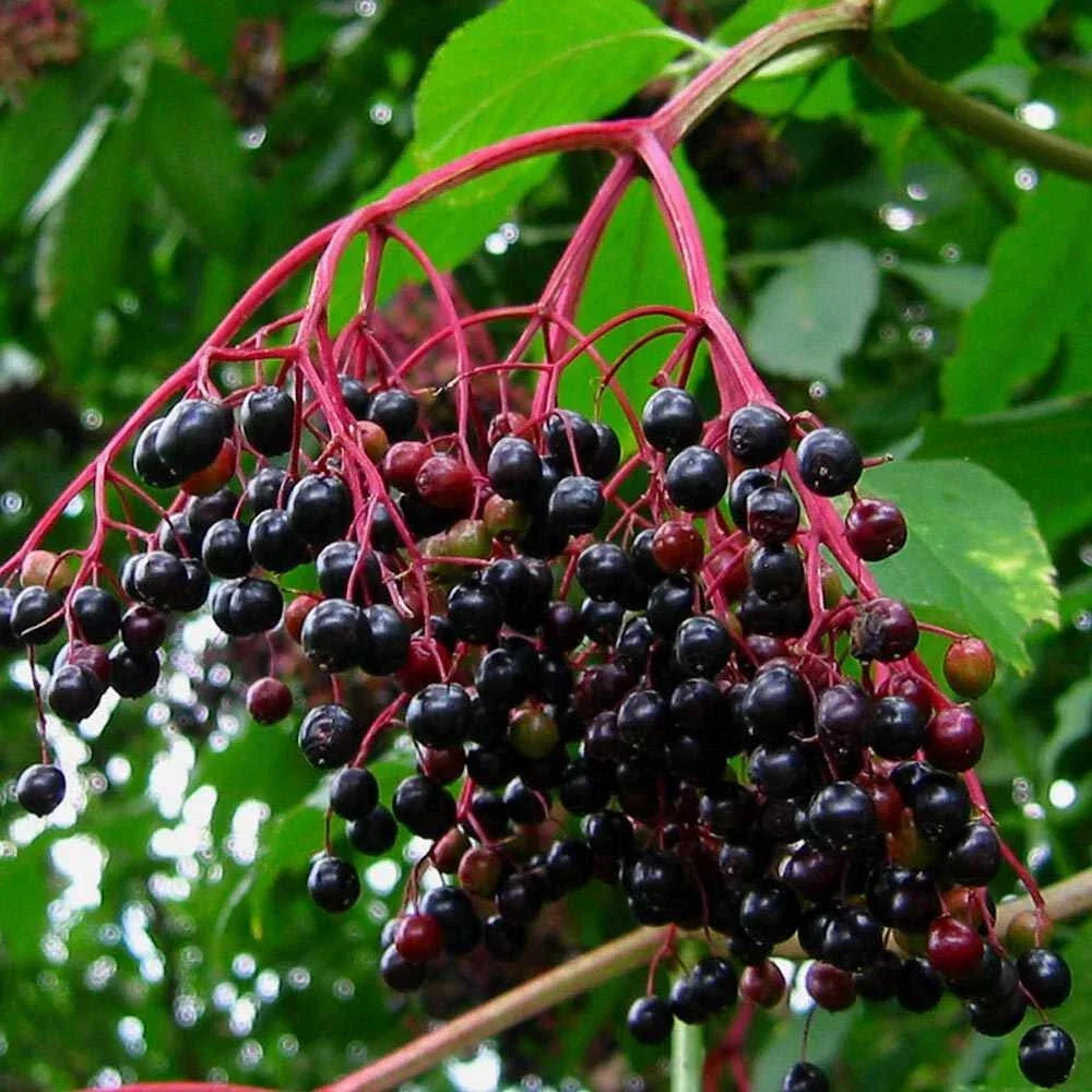 Elderberry Cuttings Unrooted Sambucus nigra Perennial Shrub for Propagation