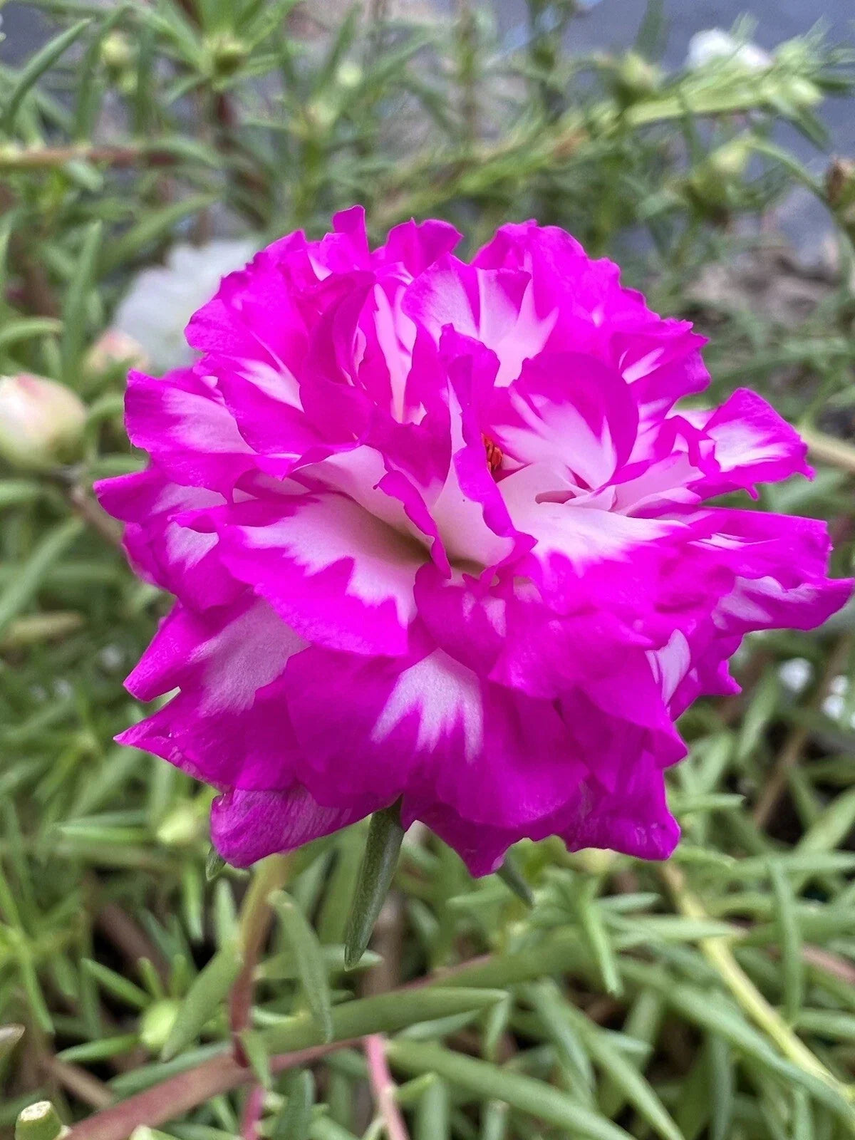Unrooted Portulaca grandiflora Cuttings - IRIN Color Succulent Plant for Garden & Patio