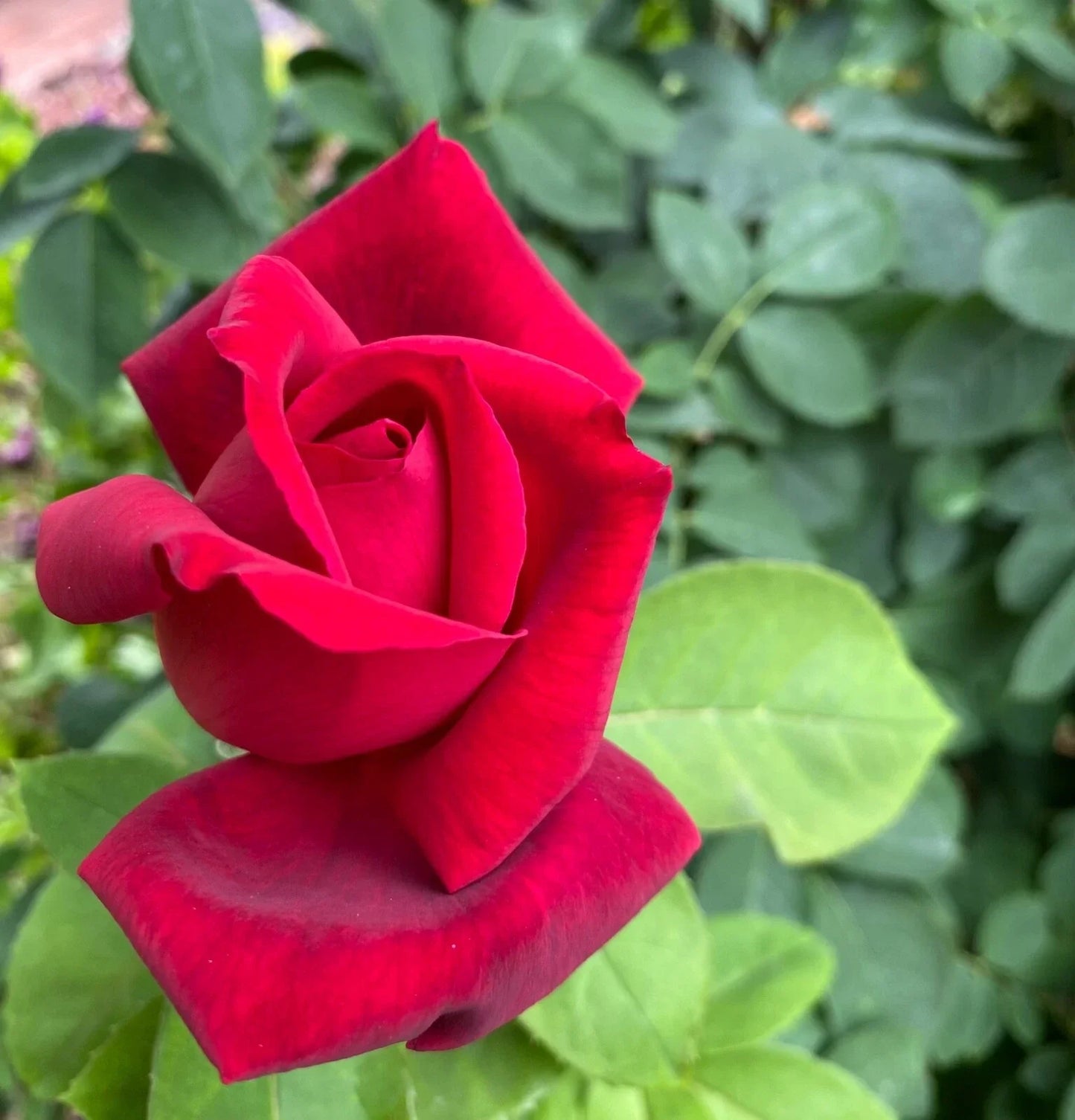 Rose Bush Cuttings 3 Unrooted Velvet Red Live Flower Plants Graft Rosa spp. for Grafting & Garden